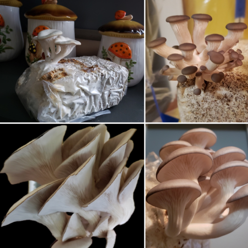 New Project - 2025-02-08T025127.708