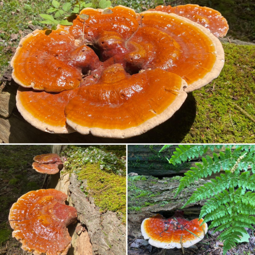 New Project - 2025-02-08T025159.069