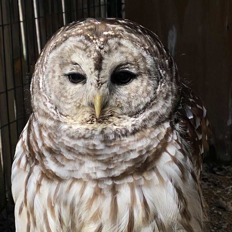 barredowl