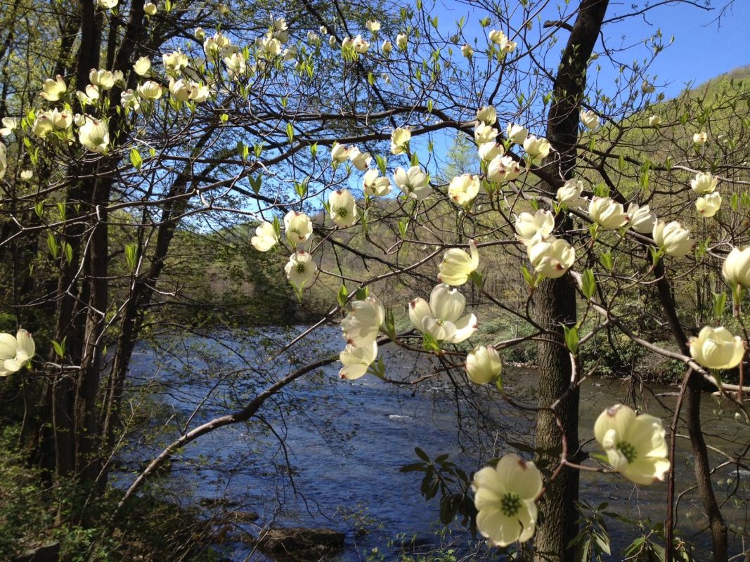 20250516235734_6-dogwoods